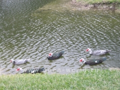 Florida International University, Miami (15)